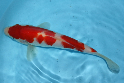 20080721 011t-400.jpg
